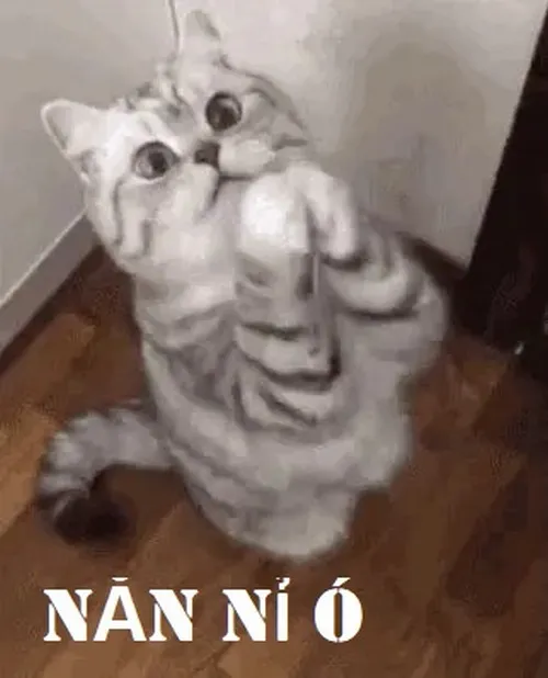 Meme mèo nhỏ năn nỉ xuất hiện trong cảnh xin lỗi người yêu