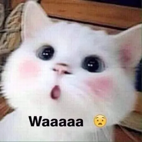 Bộ ảnh meme vô tri kinh điển: Từ ngớ ngẩn, dở khóc dở cười đến viral toàn mạng