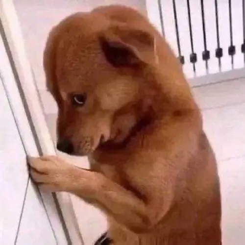 Meme chú chó xấu hổ khi gửi nhầm tin nhắn quan trọng