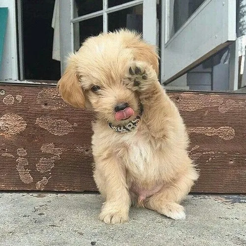 Meme chú chó xấu hổ nhìn phát là muốn trốn luôn