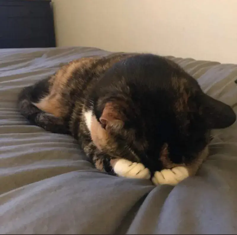 Meme chế mèo phản ứng quê xém ngất tại chỗ