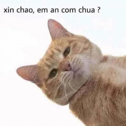 Meme hello sáng nay vui như nắng vàng