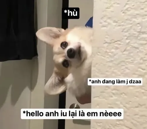 Meme vui hi sáng đáng yêu phết