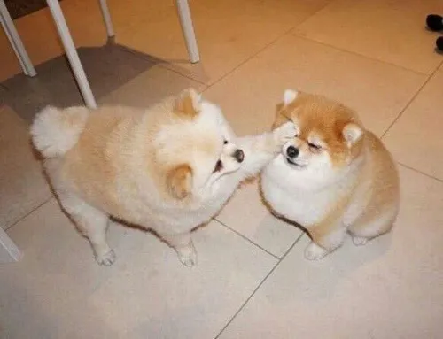 Meme xoa đầu chó: vừa đáng yêu vừa khiến crush ngại đỏ mặt