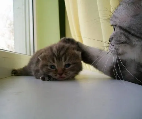 Meme xoa đầu mèo trong lớp học gợi cảm giác gần gũi thân quen.