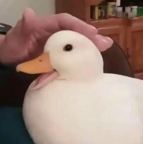 Hành động xoa đầu vịt tưởng nhỏ mà hóa ra làm ai cũng cười