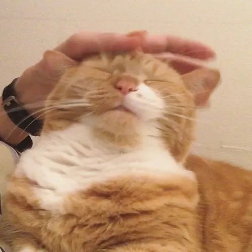 Meme xoa đầu mèo cưng xỉu