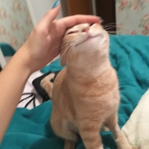 Hình troll vỗ đầu mèo kiểu trêu yêu khiến cư dân mạng thích thú.