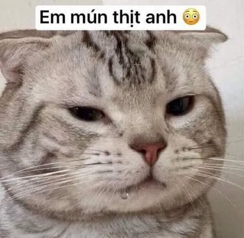 Hình troll mlem lấp ló, vừa cute vừa troll nhẹ