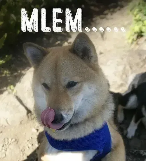 Meme hài chó biểu cảm thèm thuồng siêu hài hước