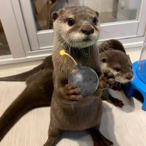 Hình troll động vật nhỏ cười “tươi rói” luôn