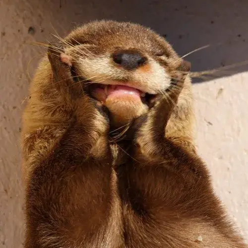 Meme chế rái cá đang tự sướng với bạn