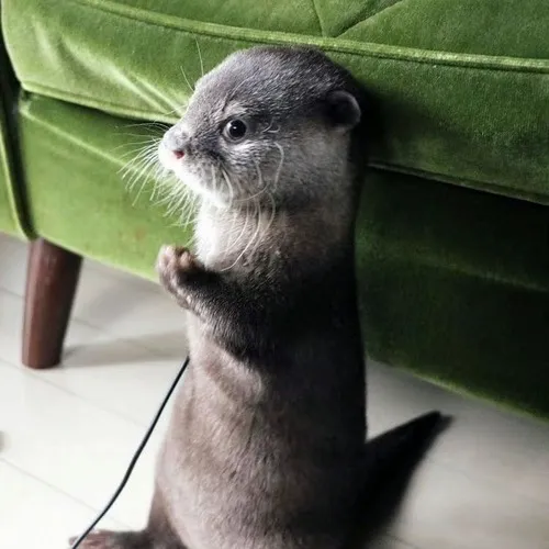 Ảnh hài bé rái cá ngồi nhìn trời thẫn thờ