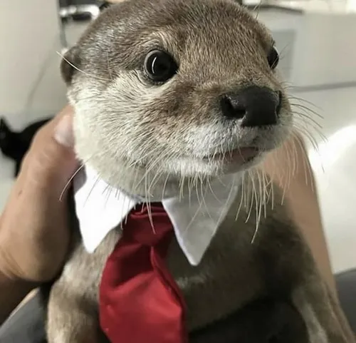 Hình chế vui con rái cá nằm phơi bụng cát