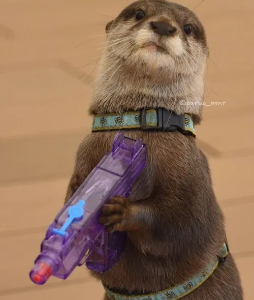 Meme rái cá giả vờ thông minh cực ngáo