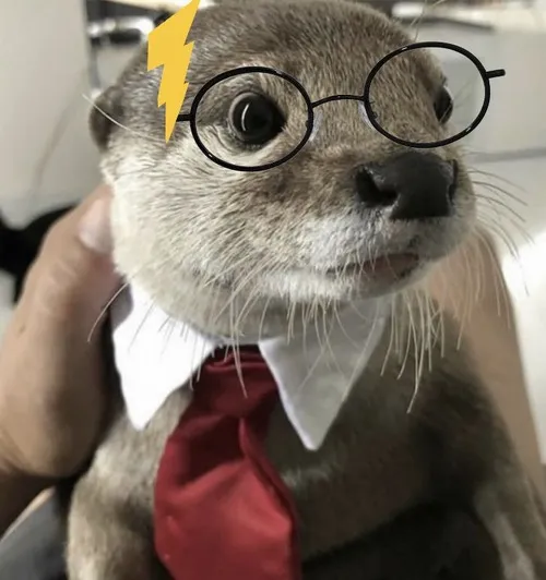 Hình troll con vật nhỏ đang làm trò đáng yêu