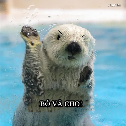 Ảnh chế rái cá nhỏ làm biểu cảm phẫn nộ