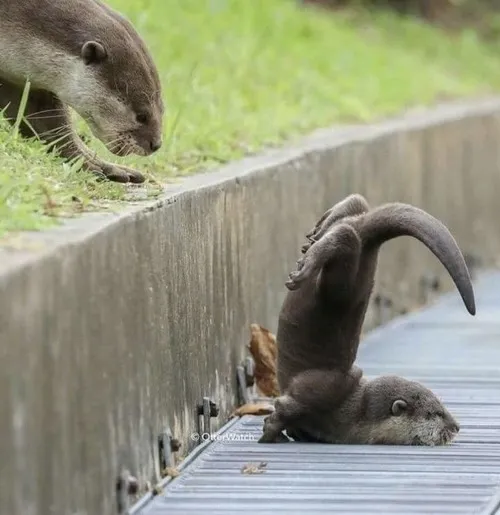 Meme hài rái cá cười híp mắt như trẻ con