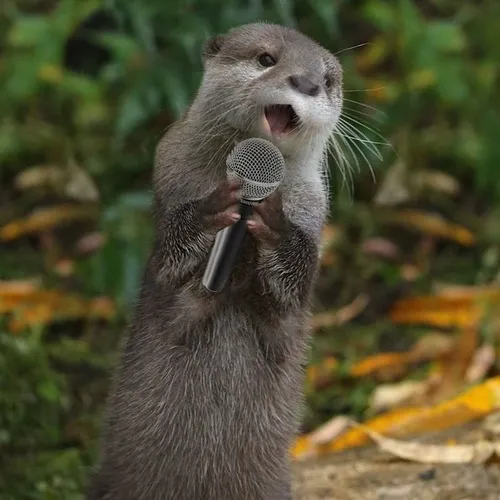 Hình chế vui thú cưng nước đang “diễn sâu”