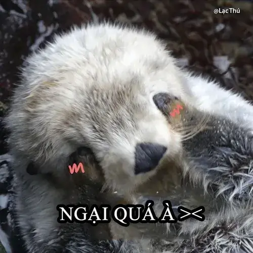 Meme chế rái cá nhỏ cười toe cả hàm