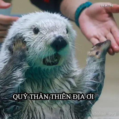 Ảnh troll rái cá giả vờ đang buồn ngủ