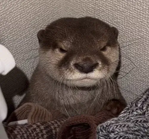 Hình chế con rái cá đáng yêu đang hóng chuyện