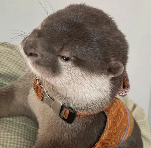 Meme hài rái cá cười nắc nẻ vì cá khô