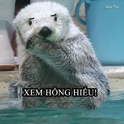 Ảnh chế anh rái cá giơ tay đầu hàng