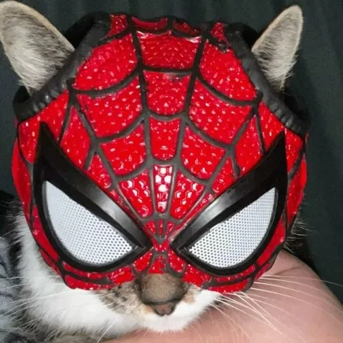 11 Hình chế Spiderman nhìn MJ đầy ngạc nhiên