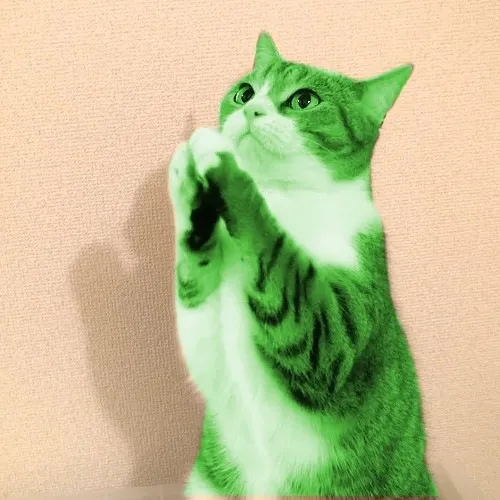 Ảnh hài mèo cầu nguyện cho crush trả lời tin nhắn