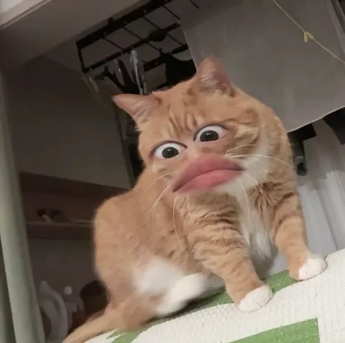 486 Top 160+ Ảnh Chế Meme Mèo Bựa cực hài lầy lội khiến dân mạng gọi là “trùm cà khịa”
