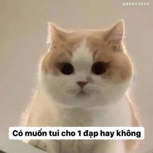 Meme troll có chữ: Có muốn tui cho 1 đạp hay ko