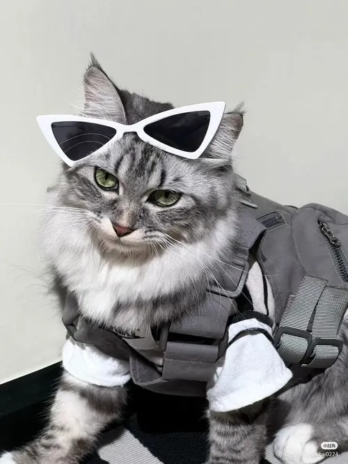 Khi meme mèo trở thành “liều thuốc vui” trên mạng xã hội