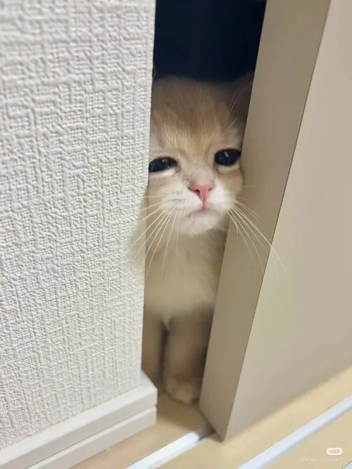 Ảnh troll mèo ngáp giữa trời mưa