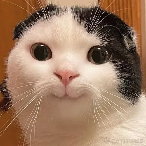 Meme chế mèo nhỏ làm mặt “ơ kìa”