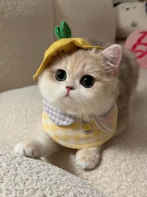 Ảnh chế mèo cute lan tỏa TikTok