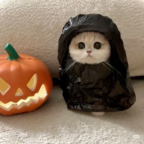 Meme hài boss nhỏ nhìn sen ngơ ngác