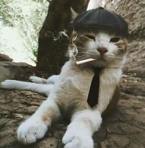 Meme mèo dễ thương được chia sẻ nhiều