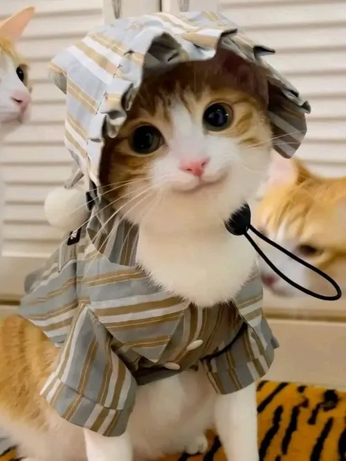 Meme chế boss nhỏ lim dim ngủ