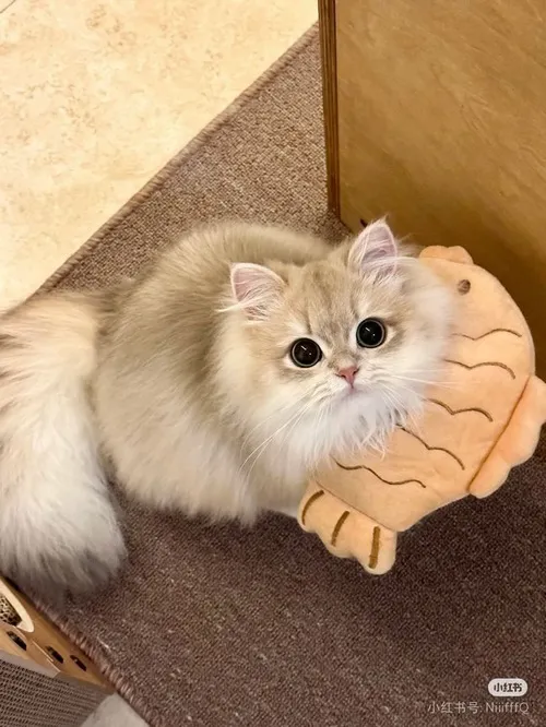 Ảnh chế mèo dễ thương: nhìn một lần là muốn lưu ngay