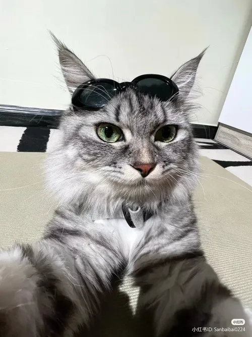 Boss nhỏ lên sóng TikTok, netizen cưng xỉu vì biểu cảm đáng yêu