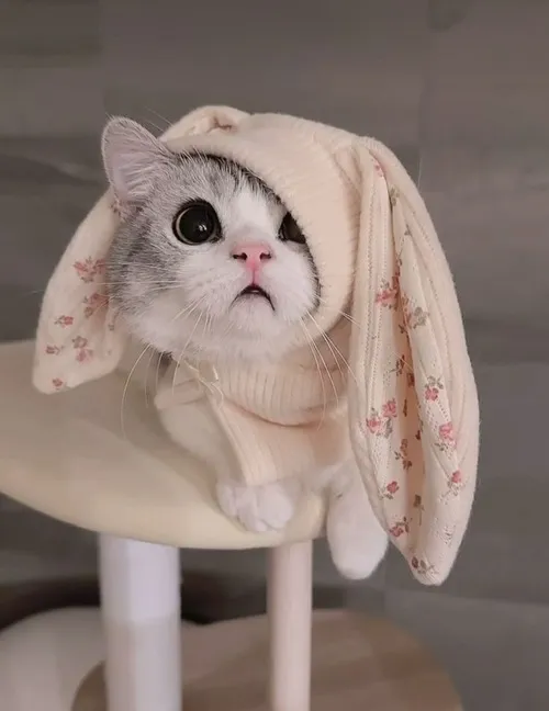 Hình chế mèo cuộn chăn ngủ, caption “đừng ai gọi nữa”