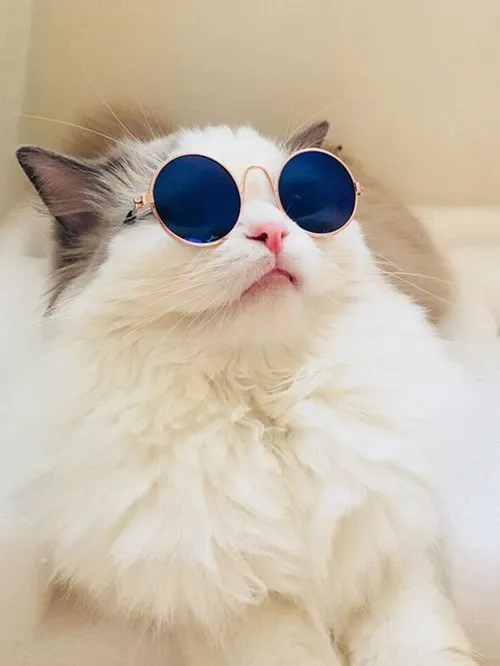 Ảnh chế mèo đáng yêu khiến dân mạng spam tim khắp nơi