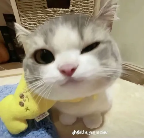 Hình chế vui mèo bé đội vương miện trông như hoàng tử