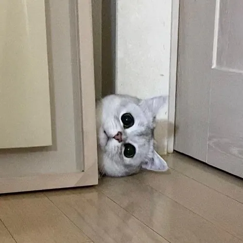 Ảnh chế mèo nhìn camera kiểu bất lực mà vẫn dễ thương