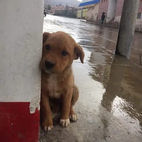 Meme tủi thân dùng khi muốn “than nhẹ” mà không ồn ào