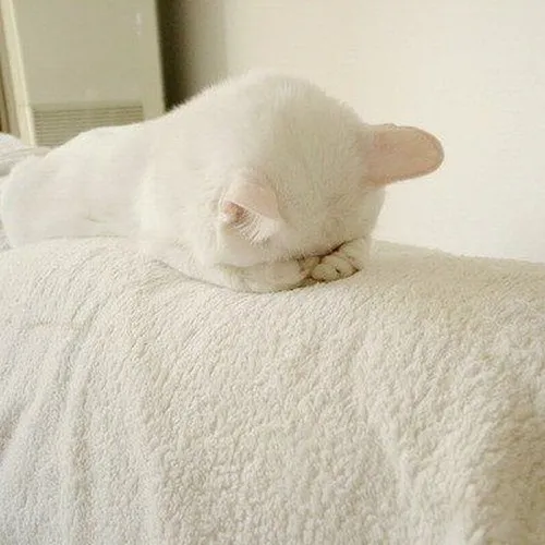 Ảnh troll tủi thân kèm caption “không sao, mình ổn”