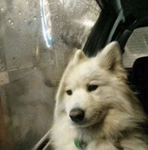 Hình chế vui biểu cảm chạnh lòng của boss mèo