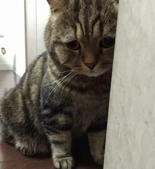 Meme chế khi bạn bị lãng quên giữa cuộc vui