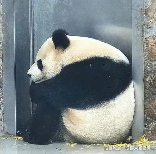 Khám phá 60 ảnh Meme Tủi Thân đau lòng ai cũng từng trải qua cảm giác này